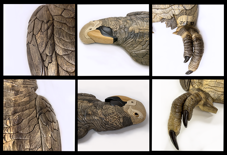 #LP-11  AFRICAN GREY